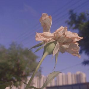 成人黄色在线视频
