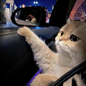 成人黄色在线视频
