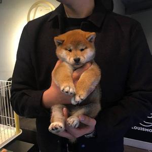 成人黄色在线视频
